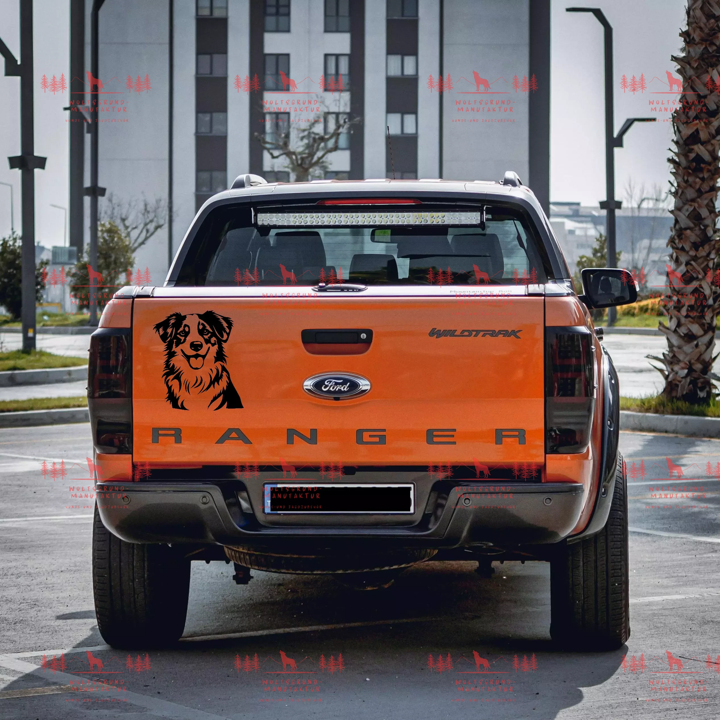 Australian Shepherd 1