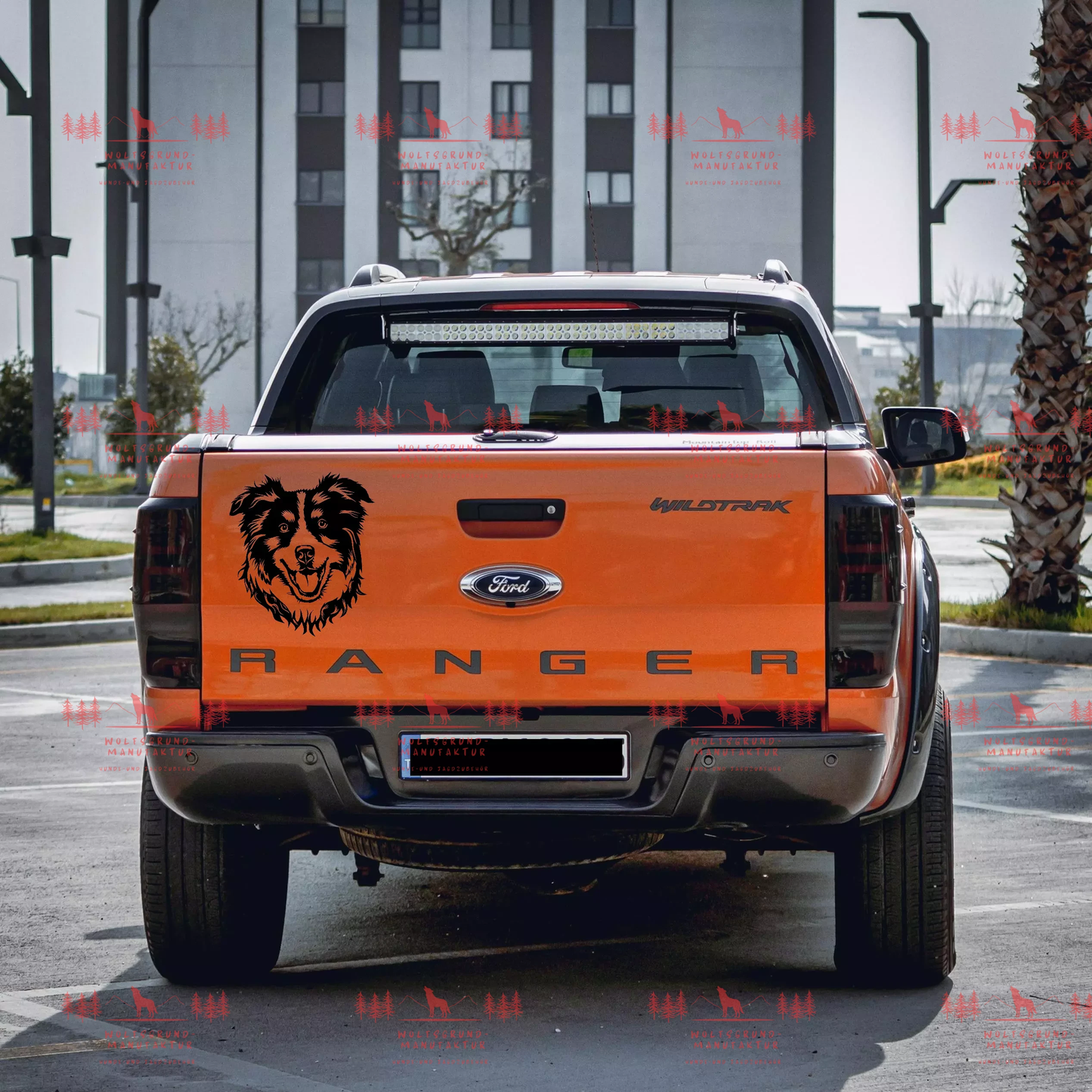 Australian Shepherd 10