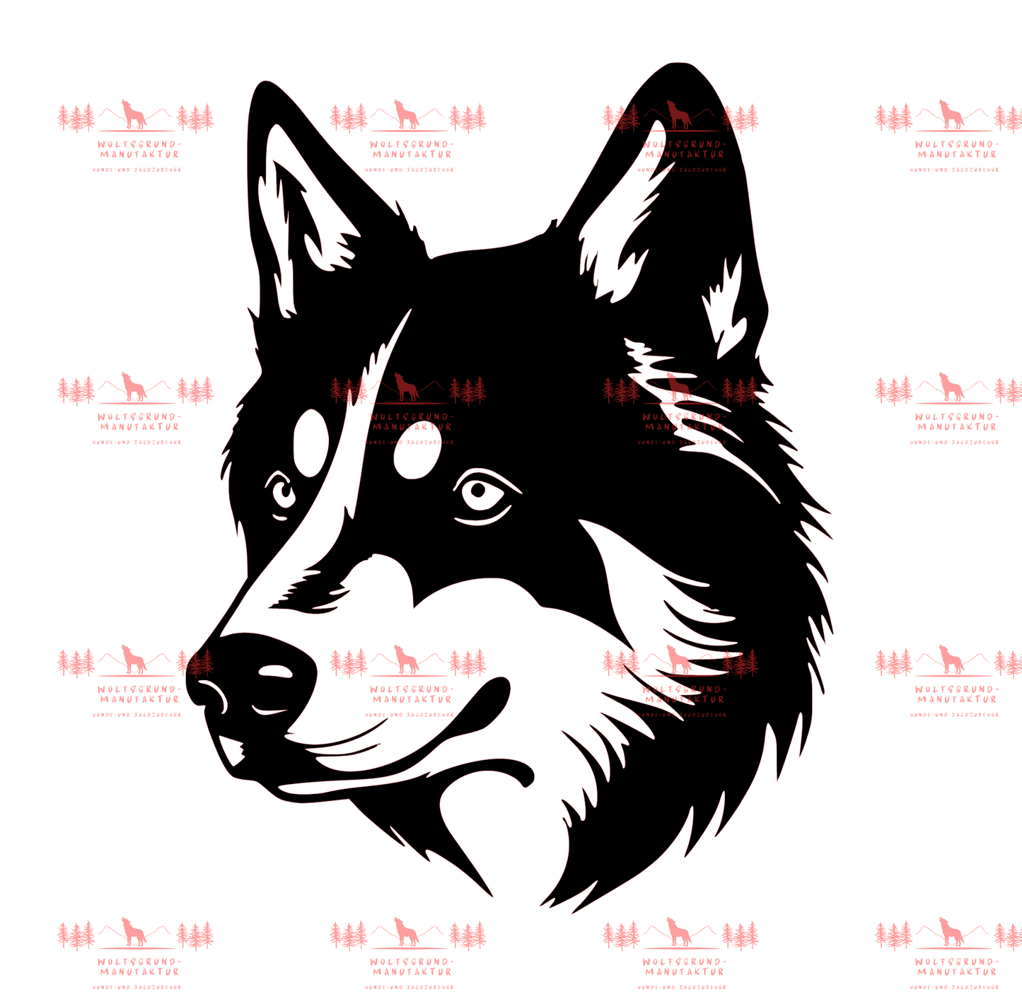 Siberian Husky 5
