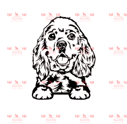 American Cocker Spaniel 3