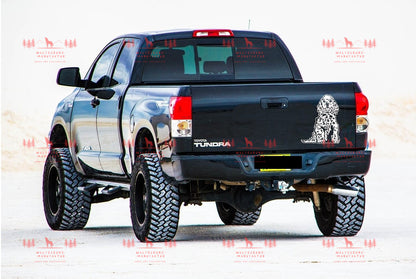 American Cocker Spaniel 1