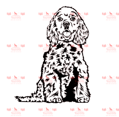 American Cocker Spaniel 1