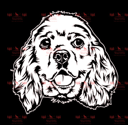 American Cocker Spaniel 2