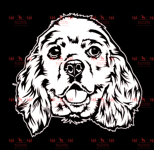 American Cocker Spaniel 2