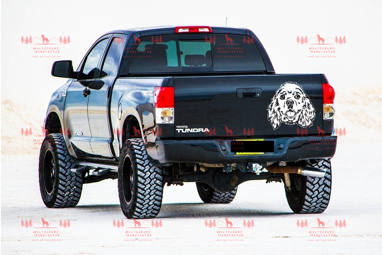 American Cocker Spaniel 2