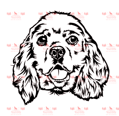 American Cocker Spaniel 2