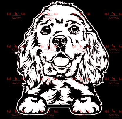 American Cocker Spaniel 3