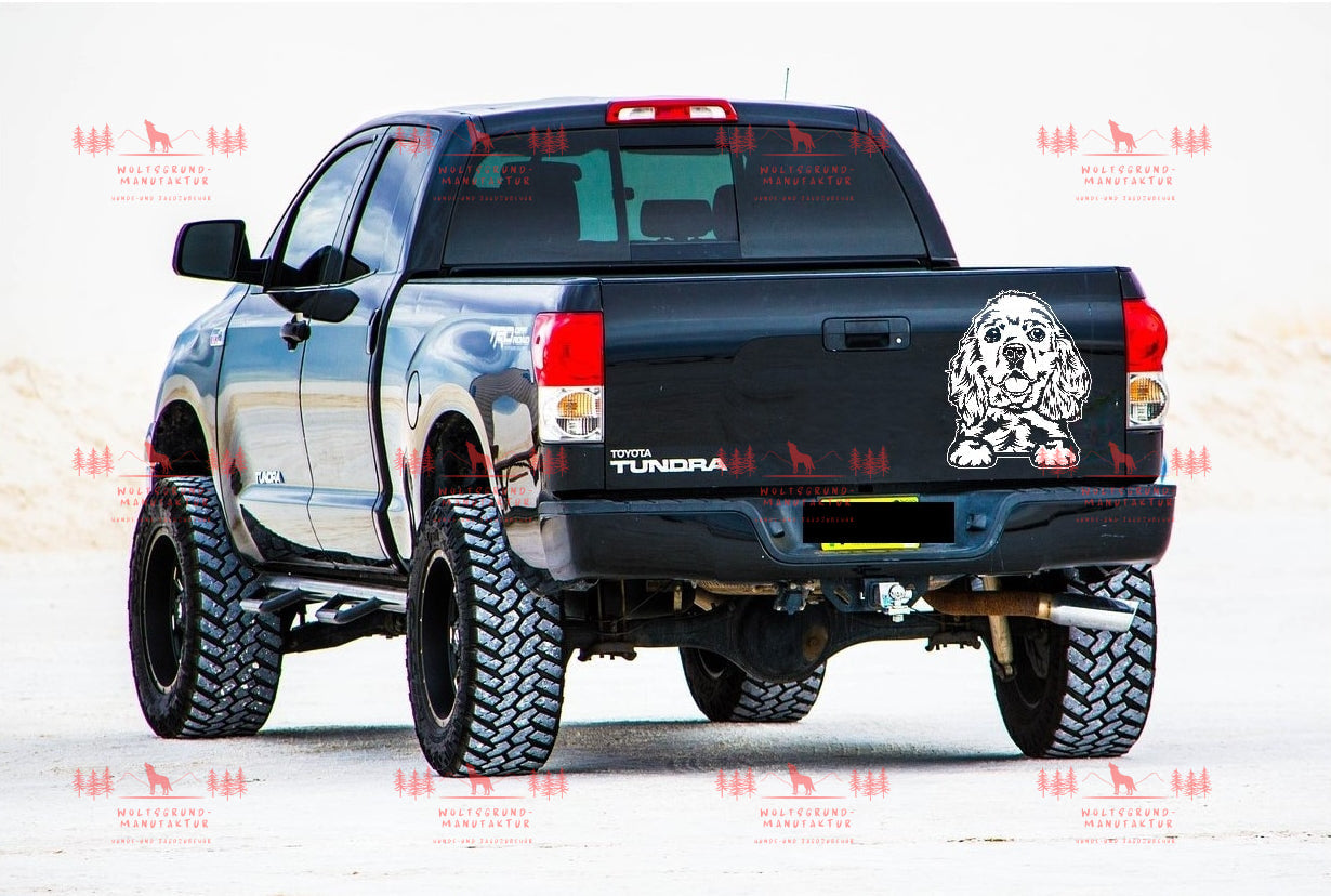 American Cocker Spaniel 3