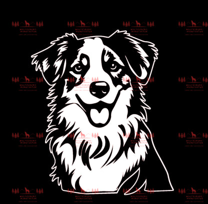Australian Shepherd 1