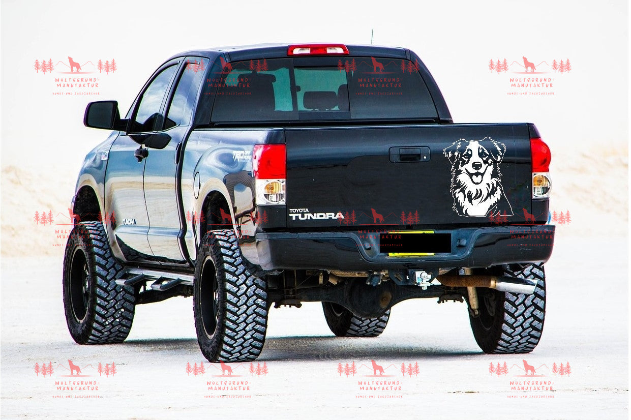 Australian Shepherd 1