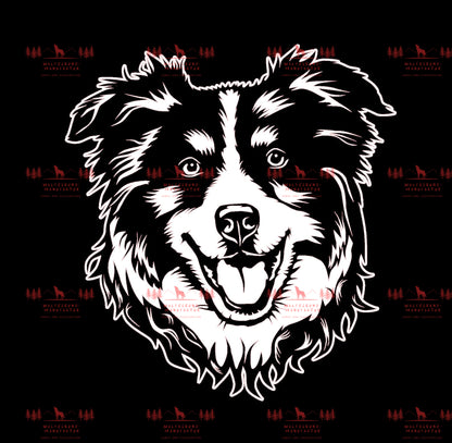 Australian Shepherd 10