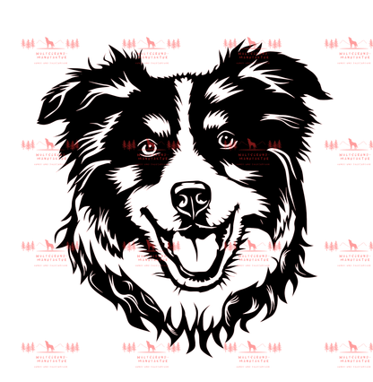 Australian Shepherd 10