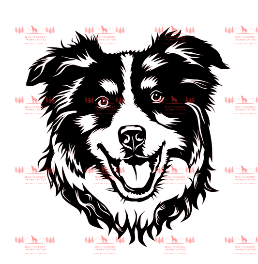 Australian Shepherd 10
