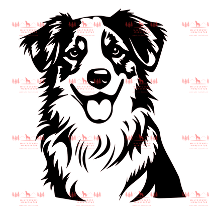 Australian Shepherd 1