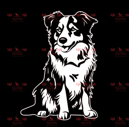 Australian Shepherd 2