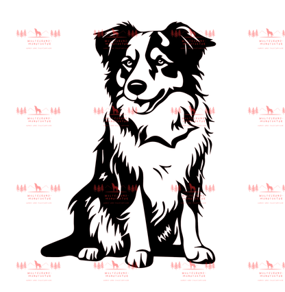 Australian Shepherd 2