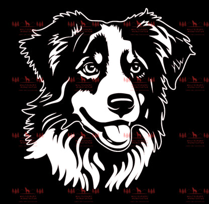 Australian Shepherd 3