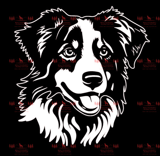 Australian Shepherd 3