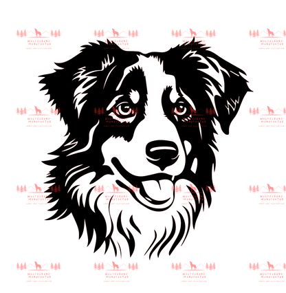 Australian Shepherd 3