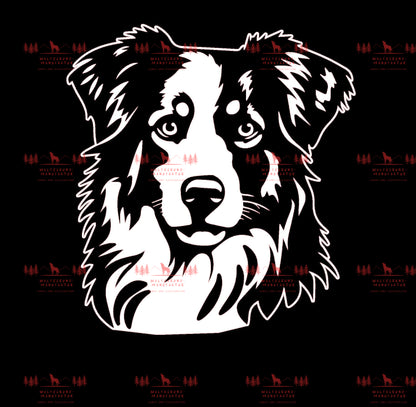 Australian Shepherd 4