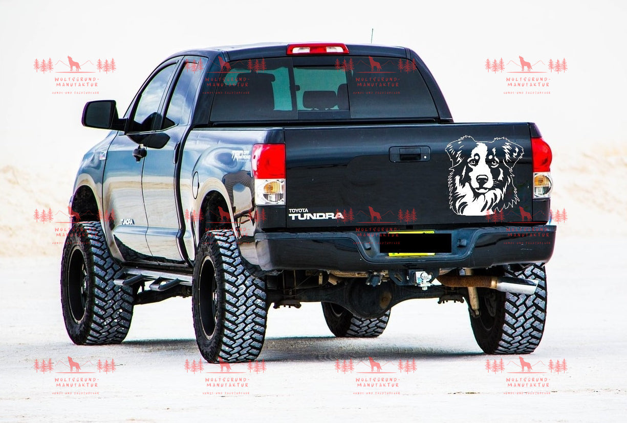 Australian Shepherd 4