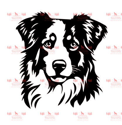 Australian Shepherd 4