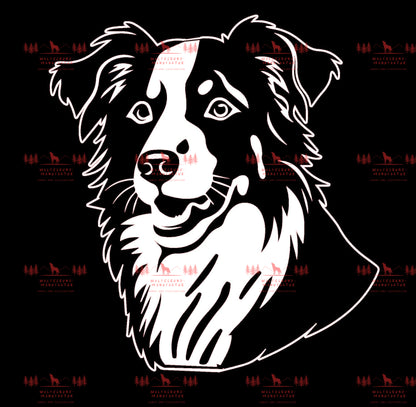 Australian Shepherd 5