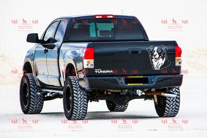 Australian Shepherd 5