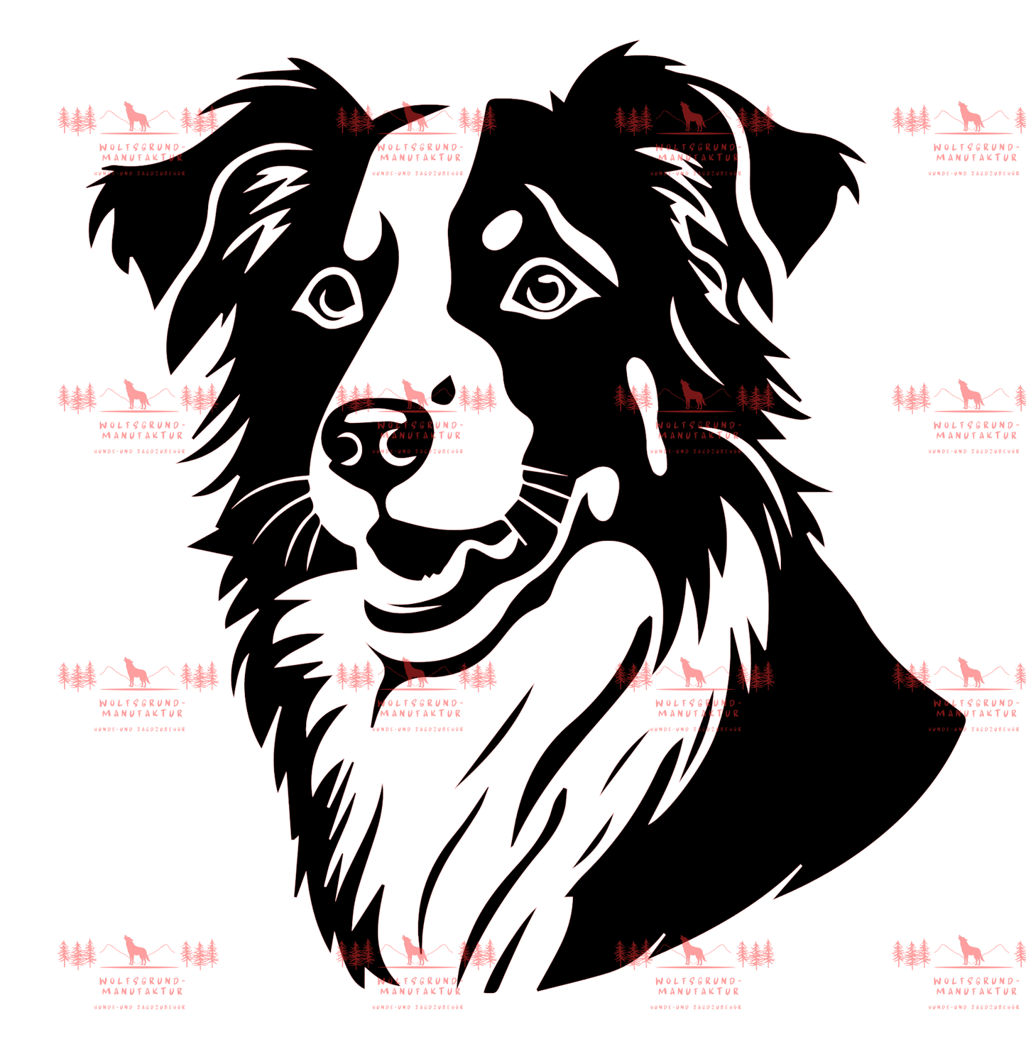 Australian Shepherd 5
