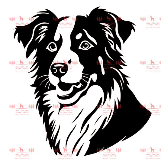 Australian Shepherd 5