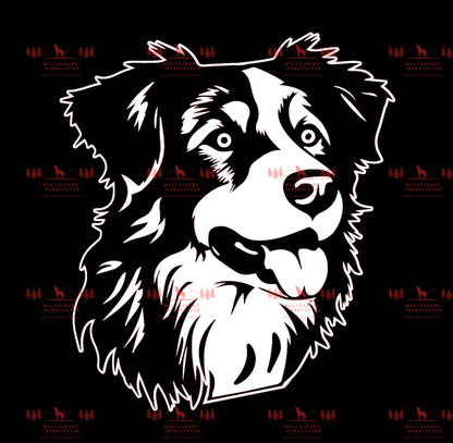 Australian Shepherd 6