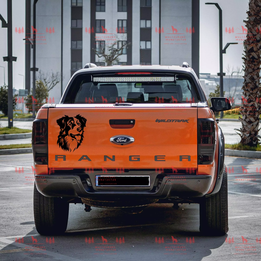 Australian Shepherd 6