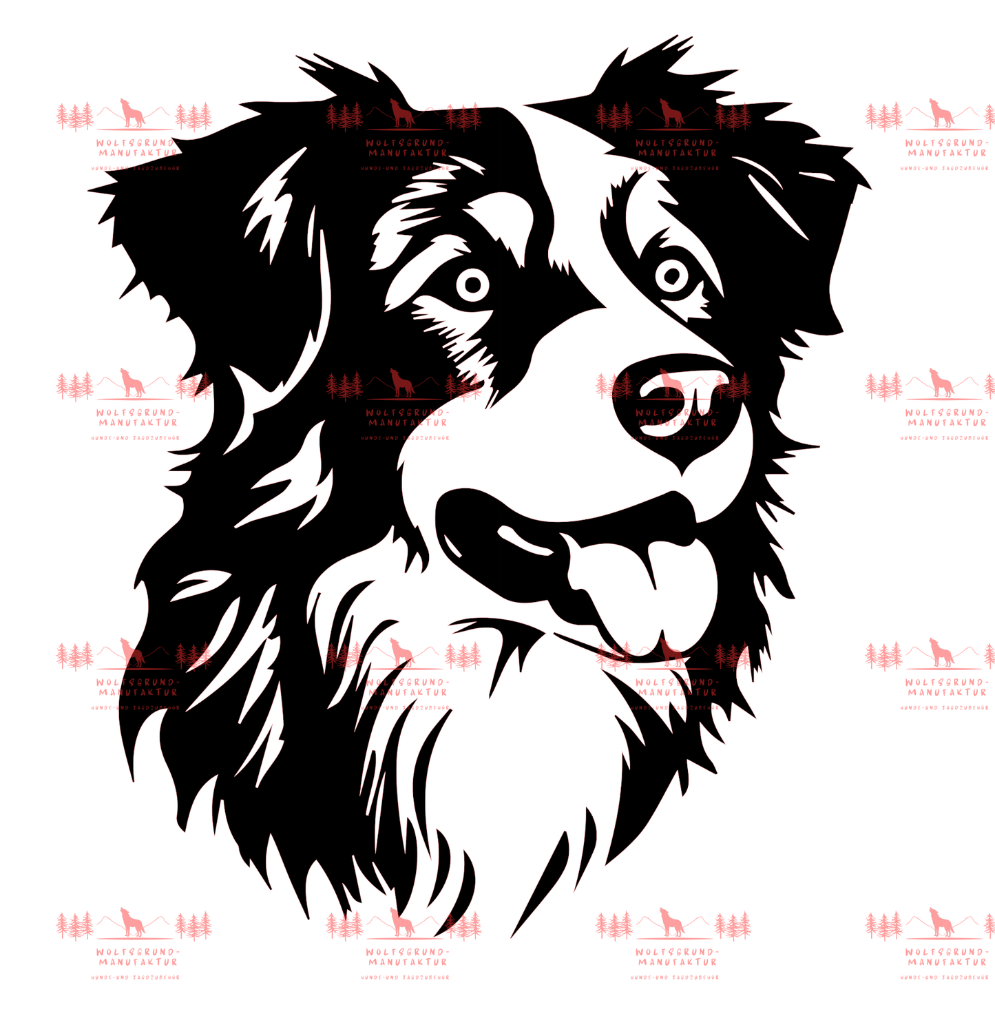 Australian Shepherd 6
