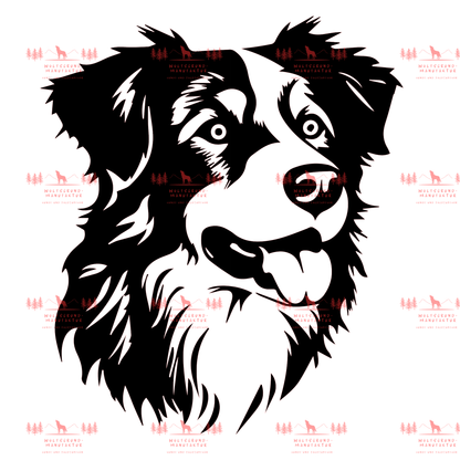 Australian Shepherd 6
