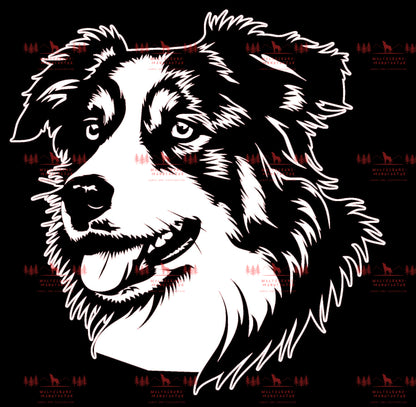 Australian Shepherd 7
