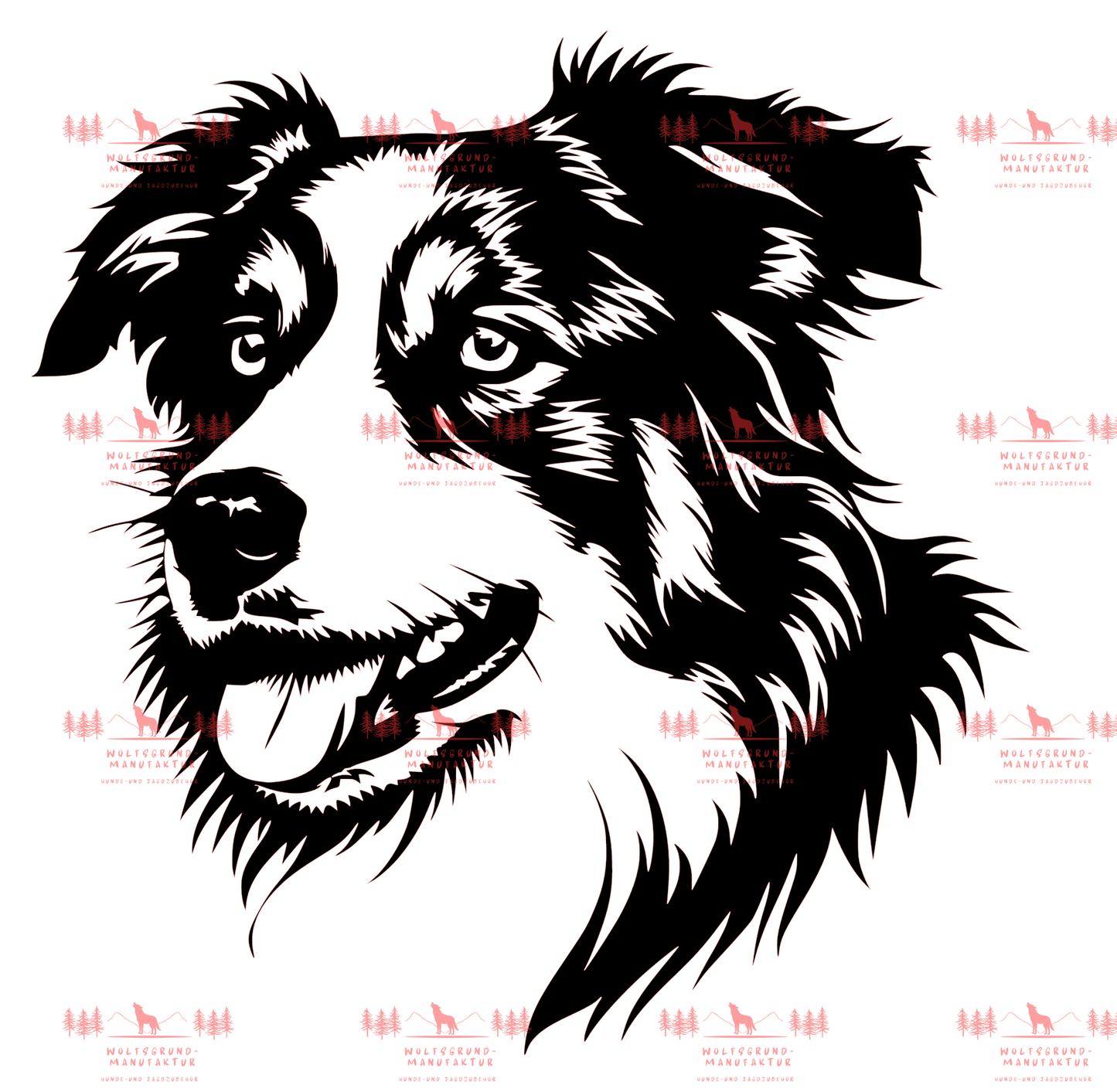 Australian Shepherd 7