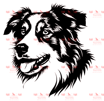 Australian Shepherd 7