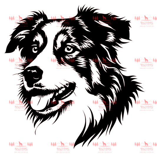 Australian Shepherd 7