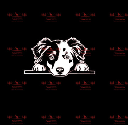 Australian Shepherd 8