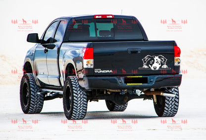 Australian Shepherd 8