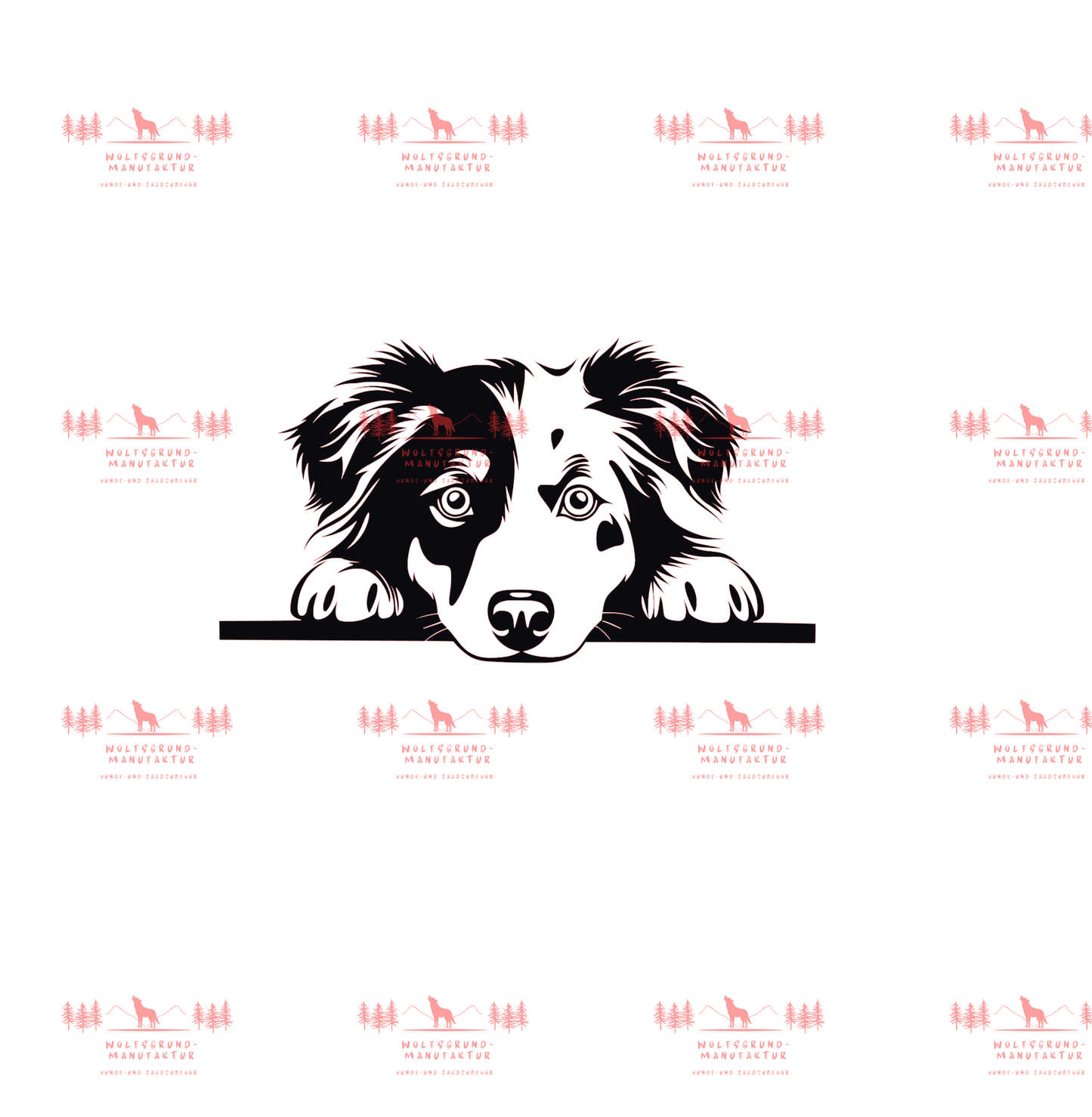 Australian Shepherd 8