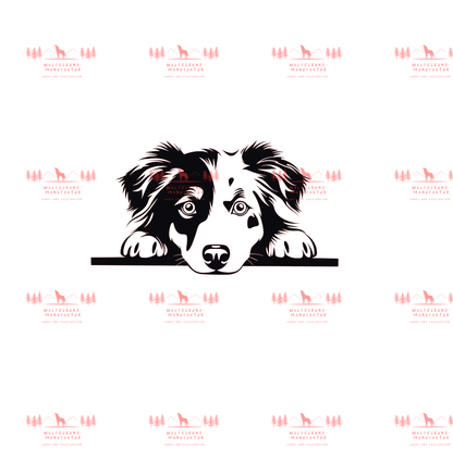 Australian Shepherd 8