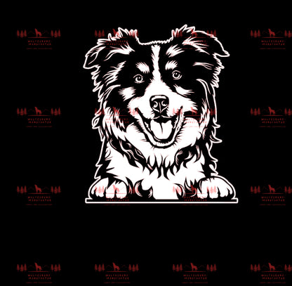 Australian Shepherd 9