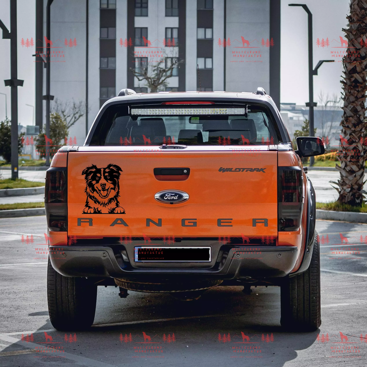 Australian Shepherd 9