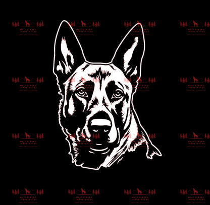 Belgischer Schäferhund 1