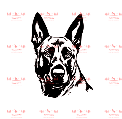 Belgischer Schäferhund 1