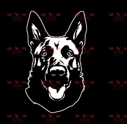 Belgischer Schäferhund 2