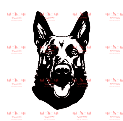 Belgischer Schäferhund 2