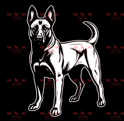 Belgischer Schäferhund 3