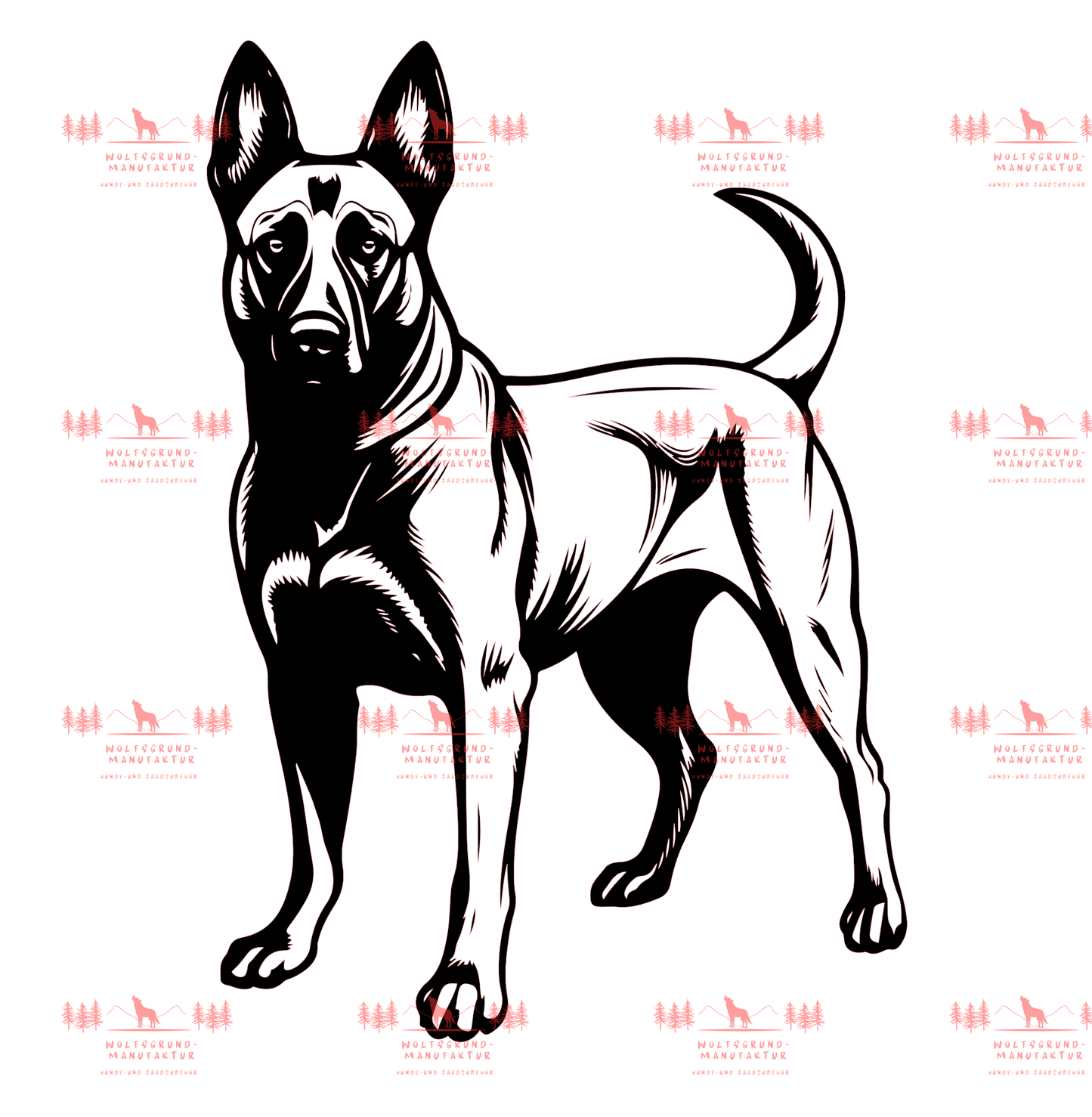 Belgischer Schäferhund 3